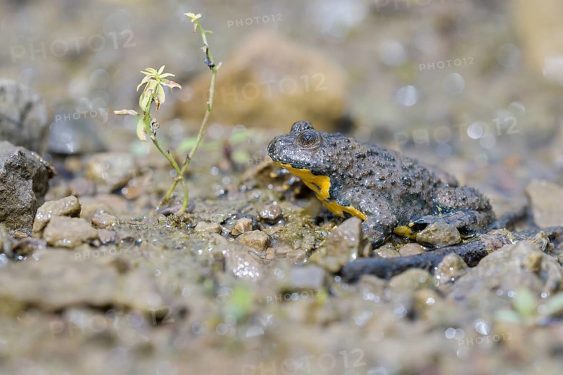 Yellow-bellied toad