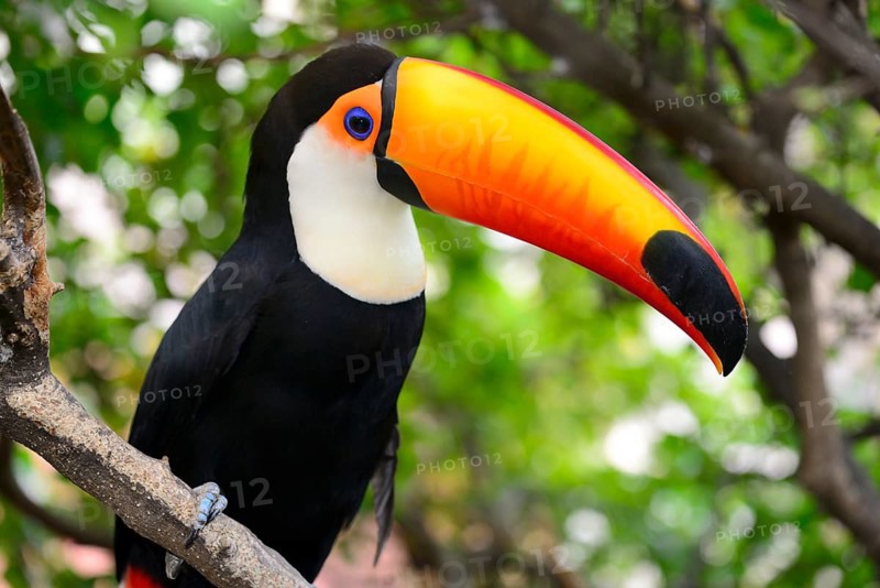 Toco toucan