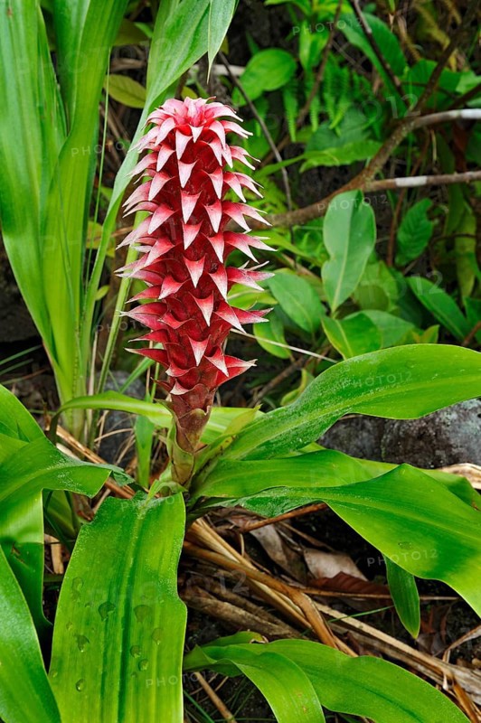 Bromelia blossom in the Volcano Arenal National Park
