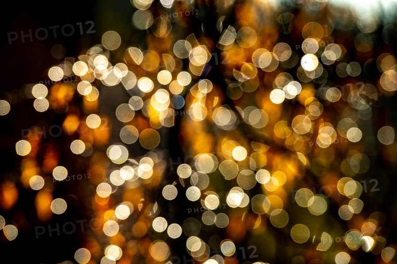 Colourful autumn leaves against the light
