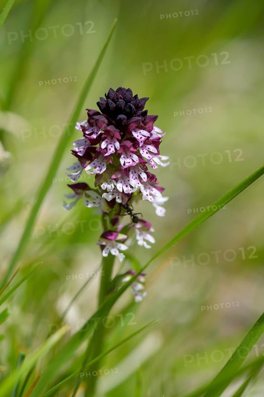 Burnt-tip orchid