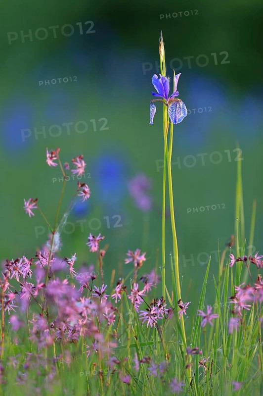 Siberian iris