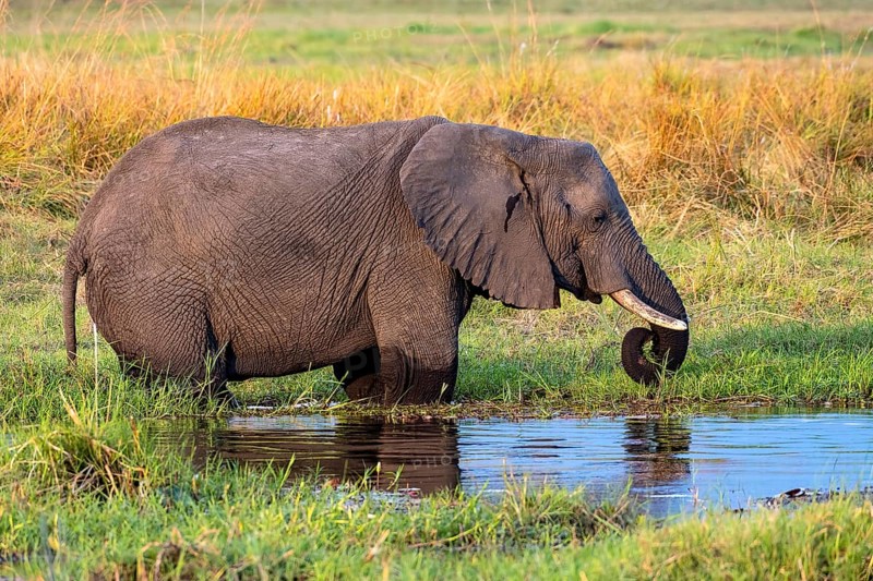 African elephant