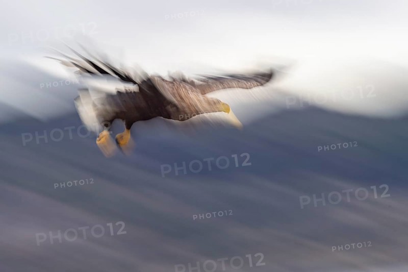 White-tailed eagle