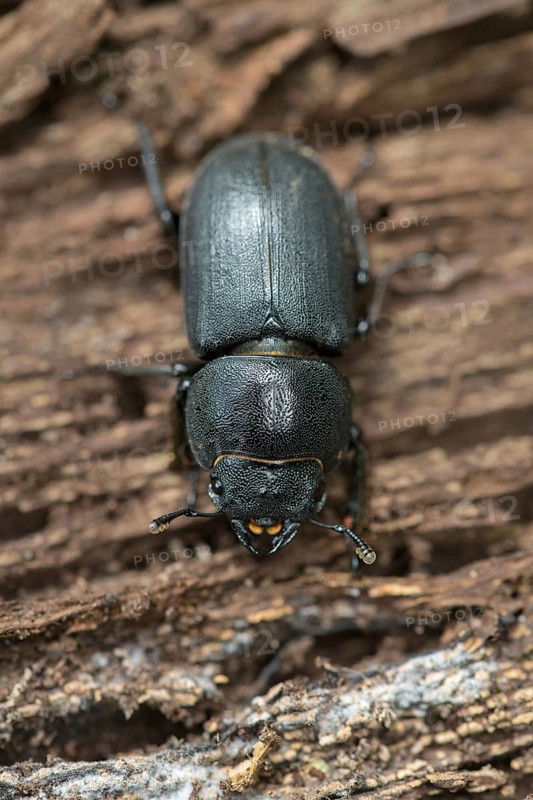 Lesser stag beetle