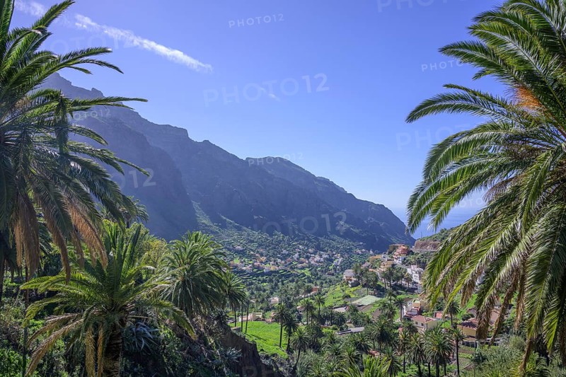 Canary island date palm