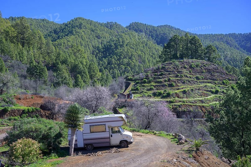 Old camping bus next to a dragon tree