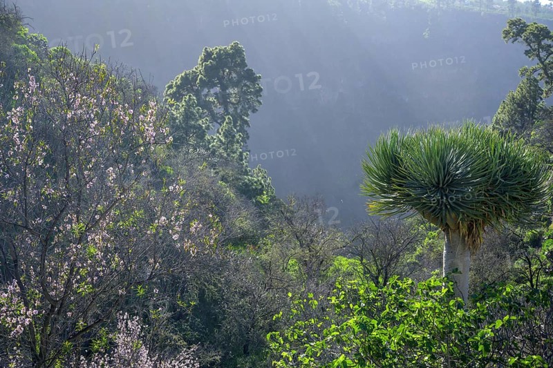 Almond tree and canary islands dragon tree