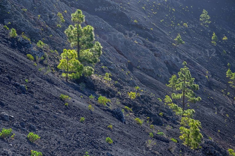 Canary island pine
