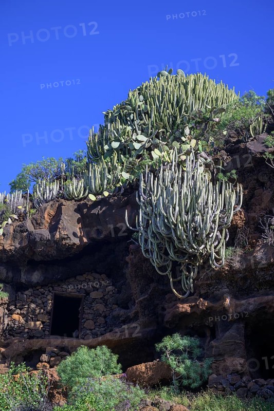 Canary island spurge