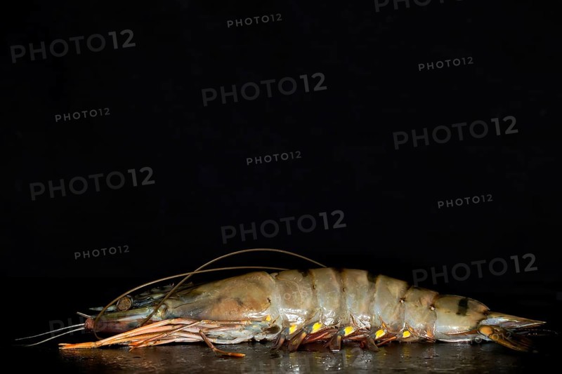 Giant tiger prawn
