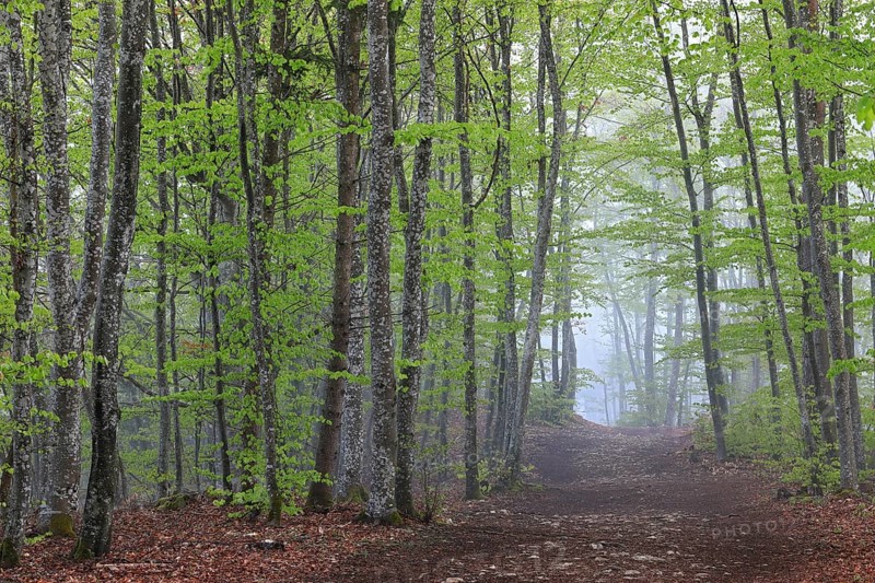 Path in a beech forest with new leaves
