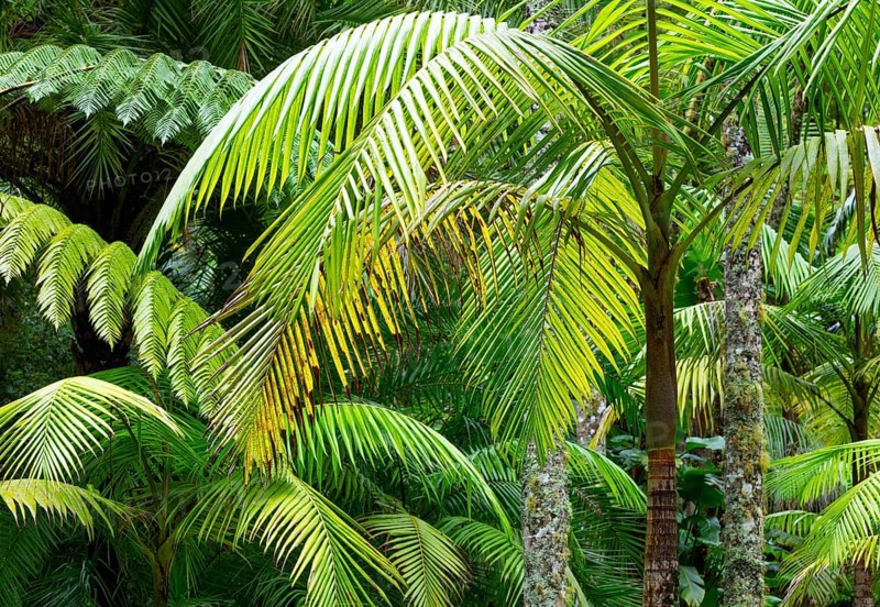 Tree ferns