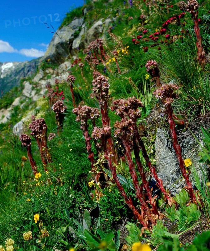 Mountain houseleek