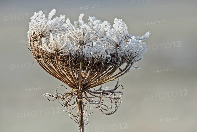 Wild carrot
