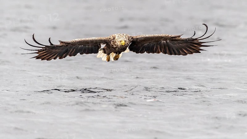 White-tailed eagle