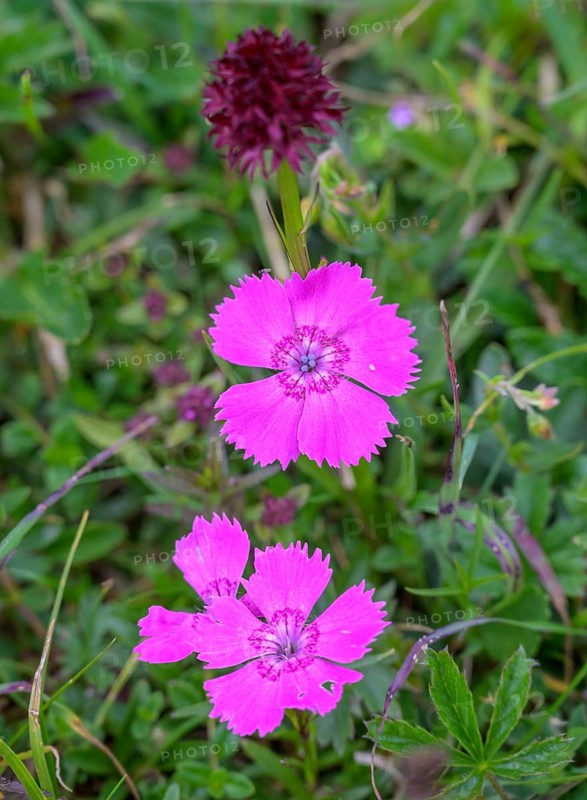 Wood pink