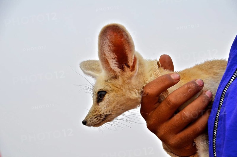 Hand holding desert fox