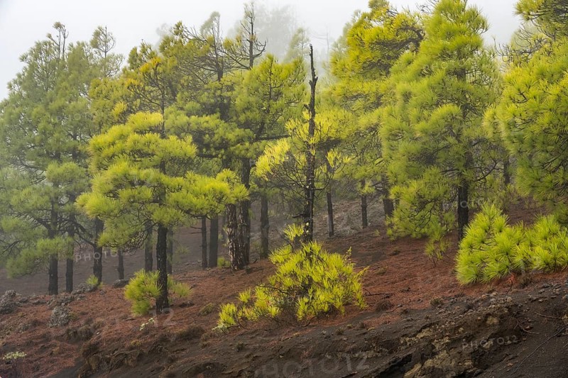 Canary island pine