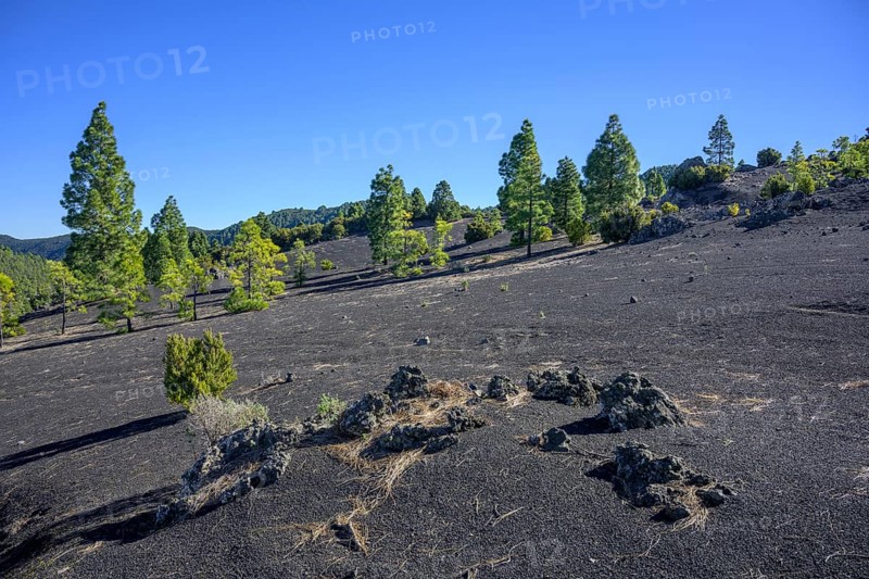 Canary island pine