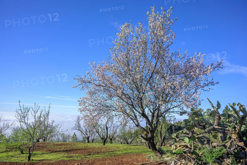 Flowering almond tree