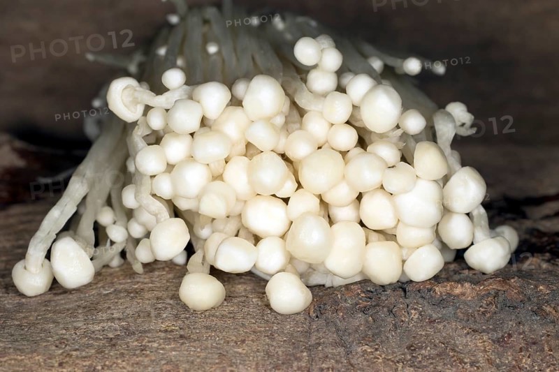 Edible Enoki Mushroom or Common golden needle mushroom
