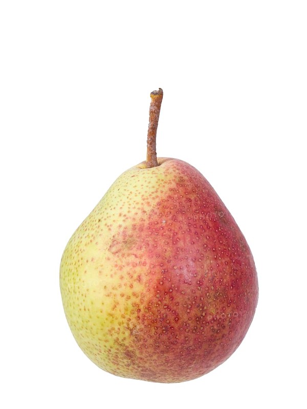 Pear variety Trout pear