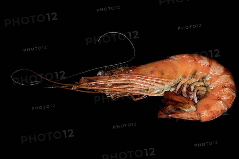 A fried giant tiger prawn