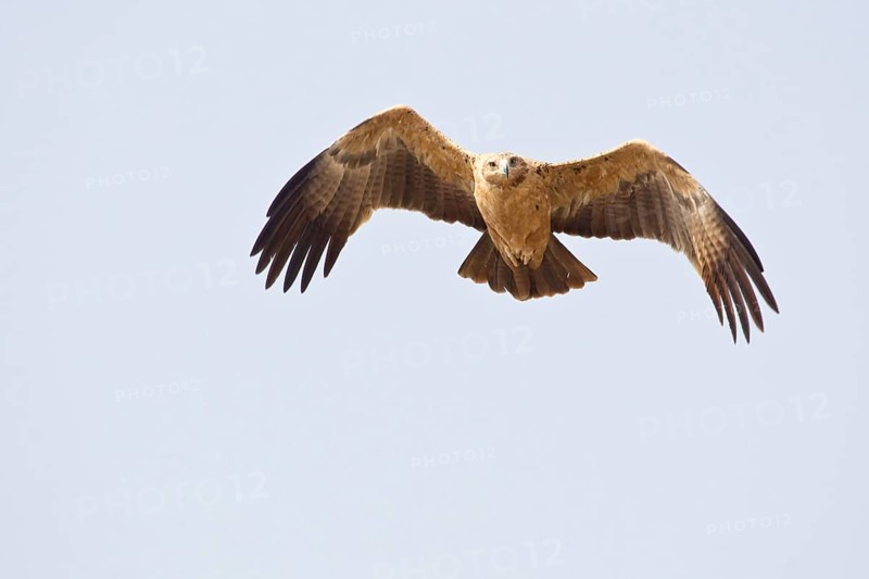 Greater kestrel