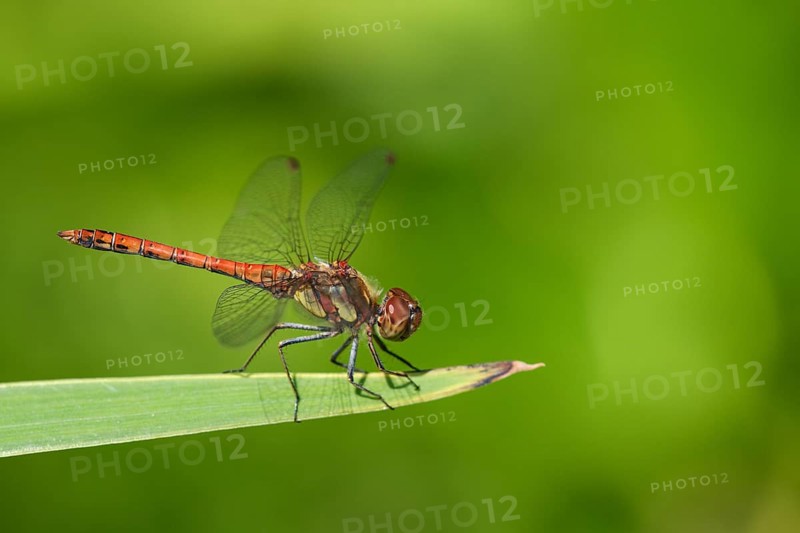 Vagrant darter