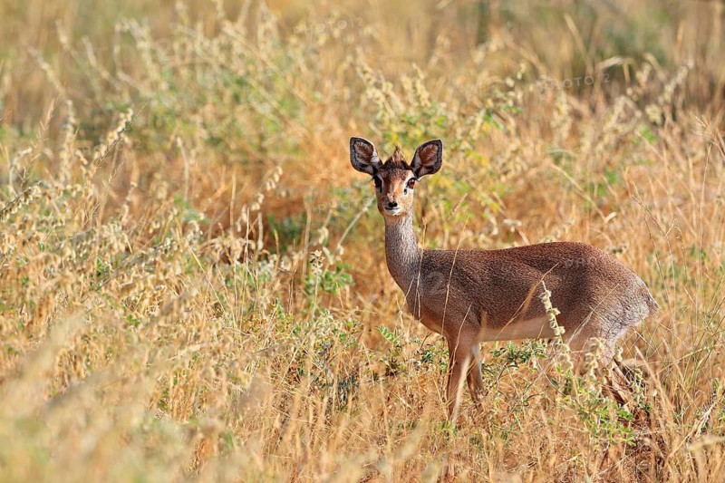 Dik dik