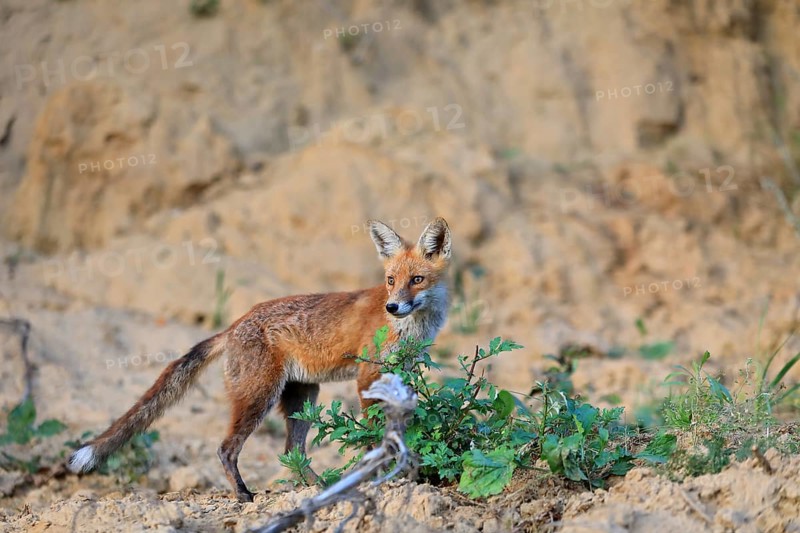 Red fox