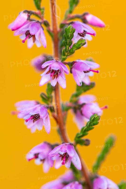 Common heather