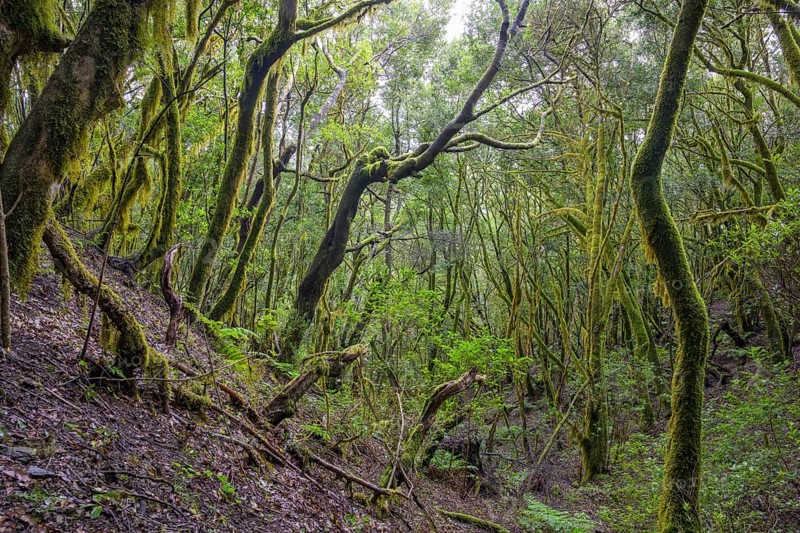 Laurel forest near El Cedro