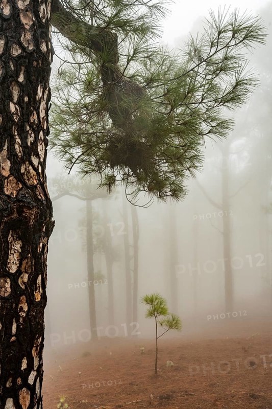 Canary island pine