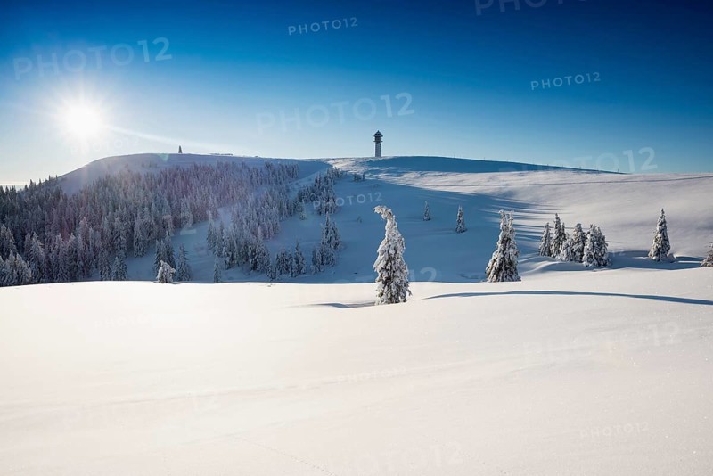 Snow-covered spruces