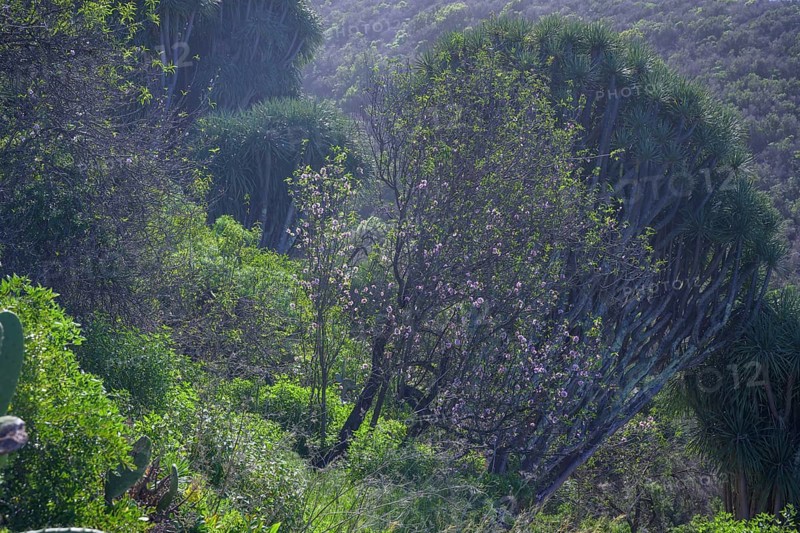 Canary canary islands dragon tree