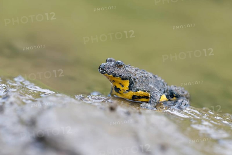Yellow-bellied toad