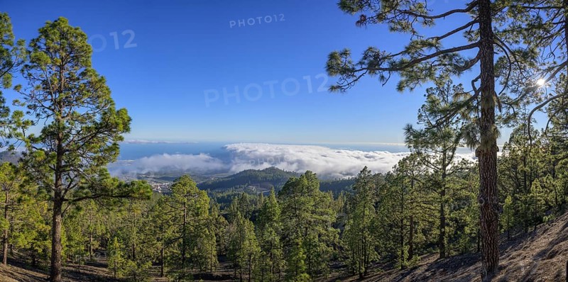 Sea of Fog and Canary Island Pine Forest
