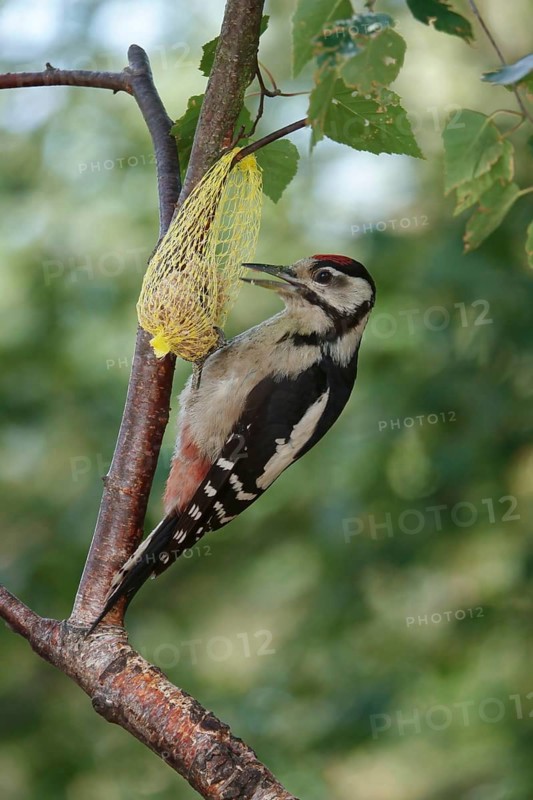 Great spotted woodpecker