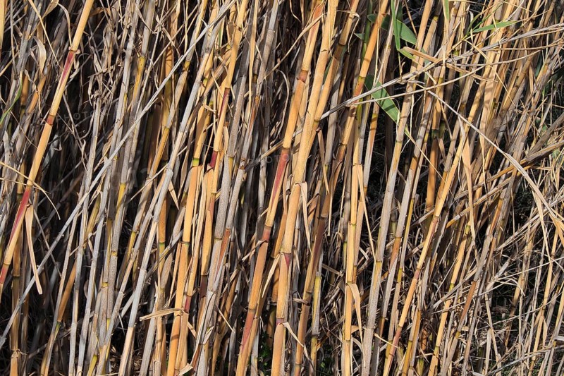 Bamboo poles