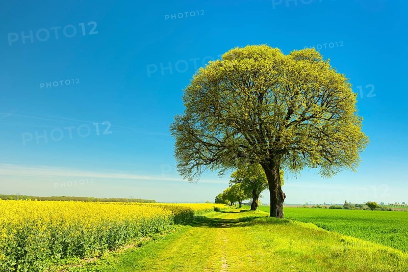 Cultural landscape in spring