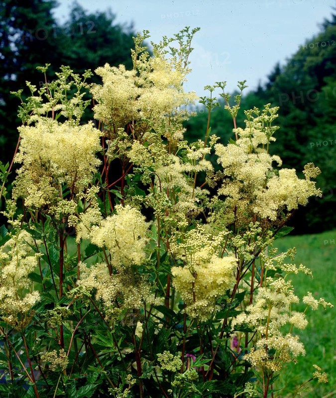 Meadowsweet