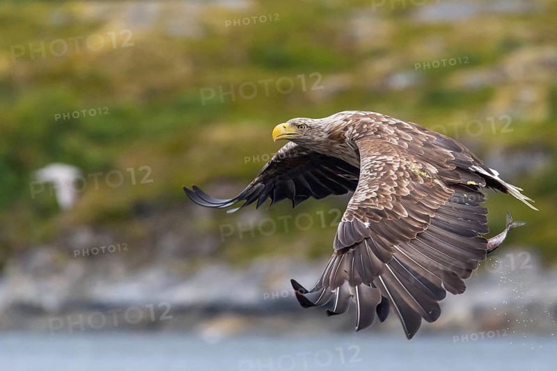 White-tailed eagle