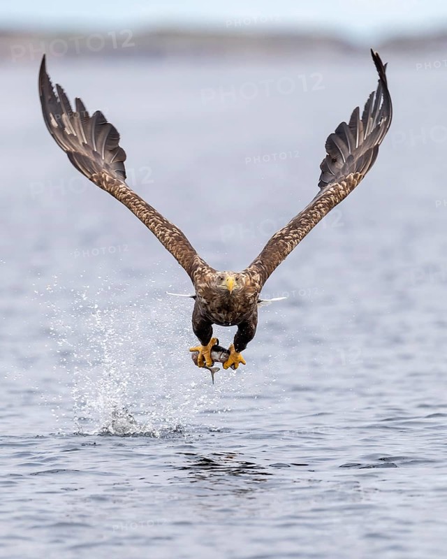 White-tailed eagle
