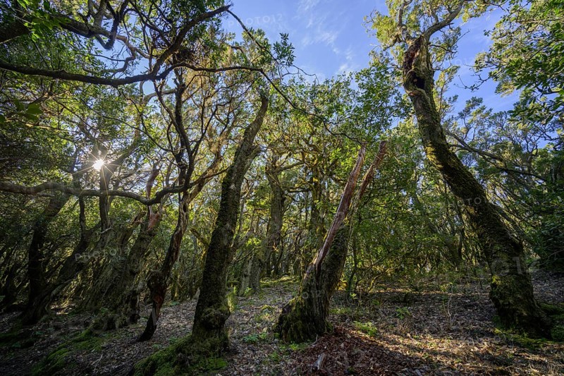Mossy forest in the sunlight