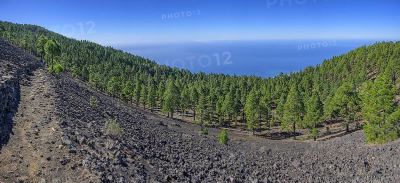 The canary island pine