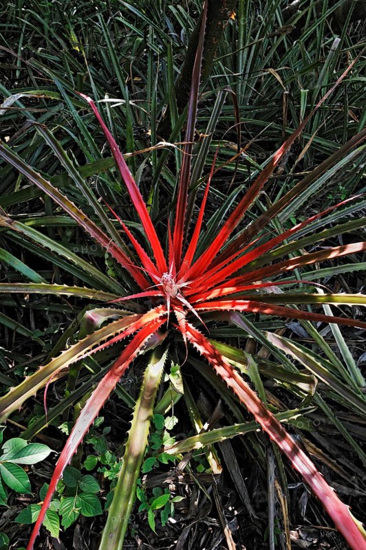 Bromeliad