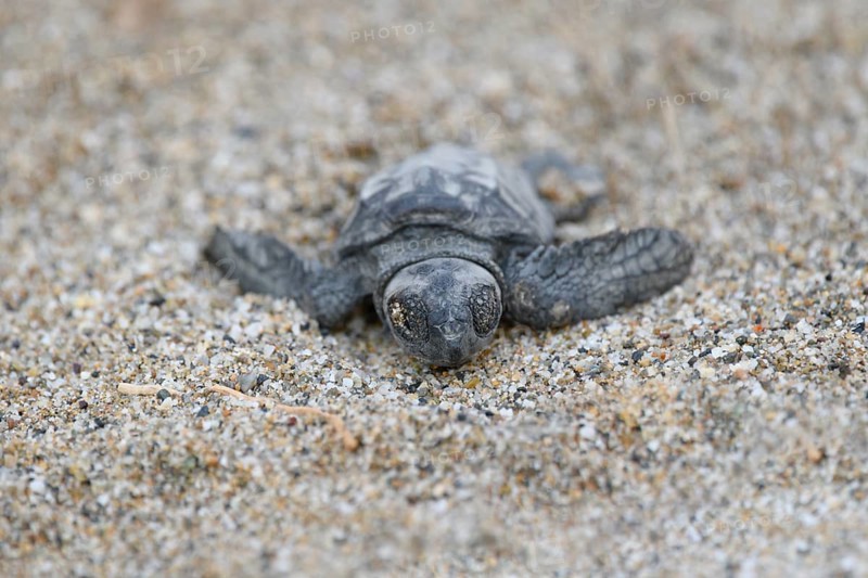 Loggerhead sea turtle
