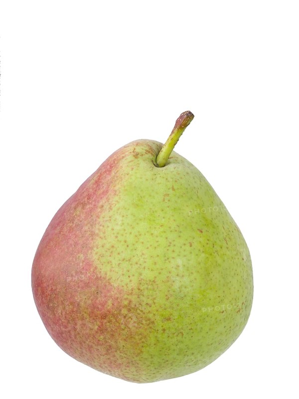 Pear variety Sterkmanns Butter Pear
